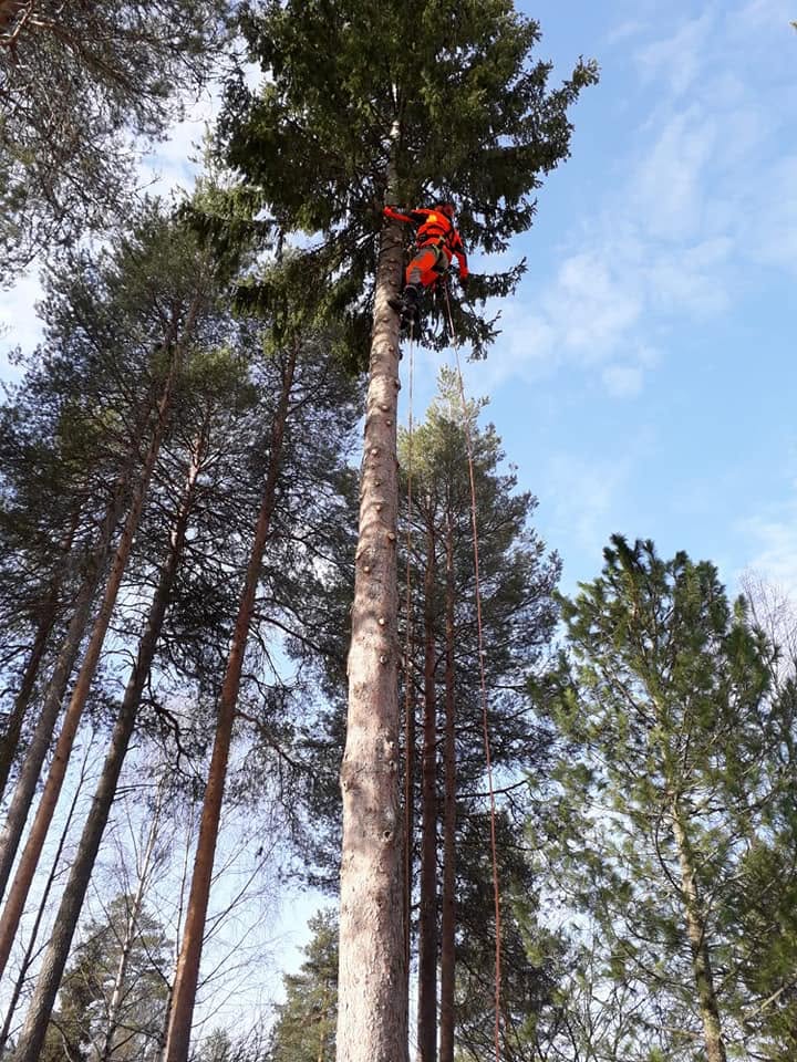 Metsätyökohde 8 – Metsäurakat A. Hakasalo