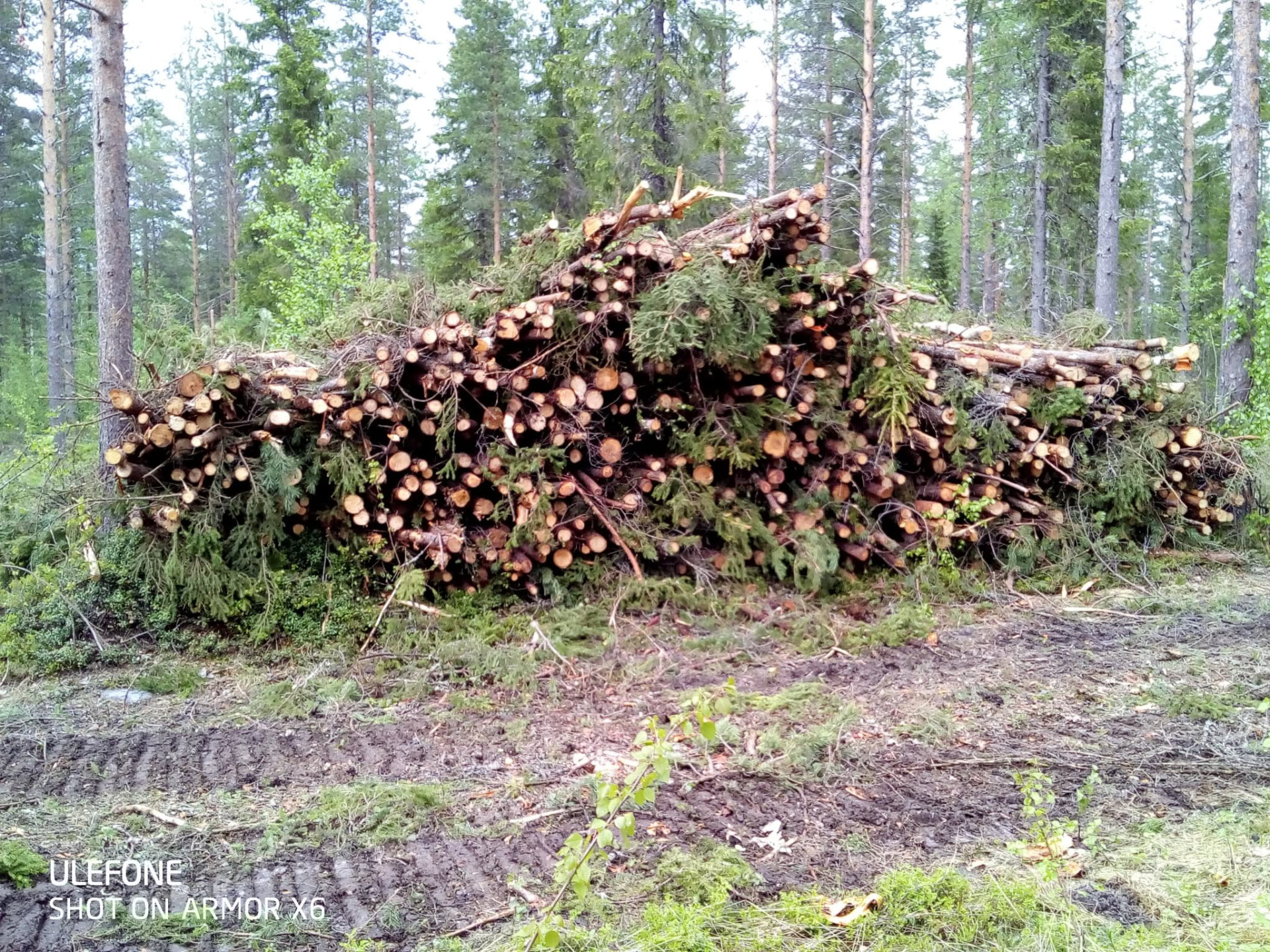 Metsätyökohde 5 – Metsäurakat A. Hakasalo